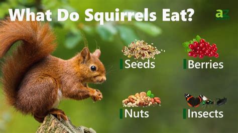 What Do Squirrels Eat Imp World