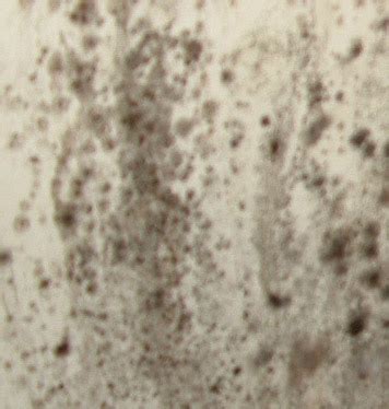 Inside, molds are potentially while research on the effects of black mold remains somewhat limited, some existing research shows that inhaled mold, in general, can negatively affect. How to identify black mold | eHow UK