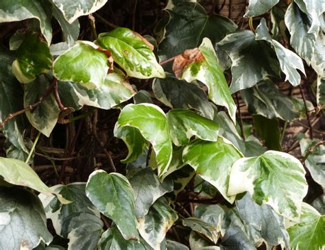 Algerian Ivy NatureSpot