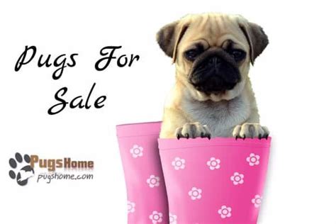 All kinds of dog and puppy breeds are available in our stock. Top 12 Pugs For Sale Near Me Websites - Find a Good Pug ...