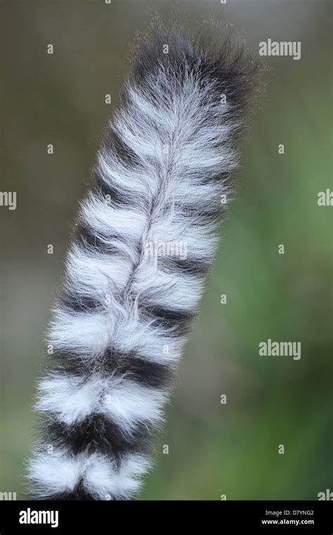 The Tail Of A Ring Tailed Lemur Lemur Catta Stock Photo Alamy