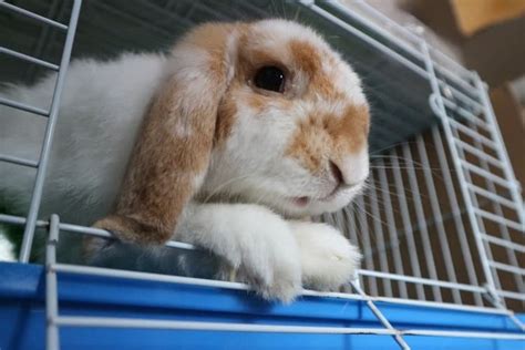 You know, your own portable harnessed mini zorb ball. How Much Space Does A Rabbit Need In A Cage? - Animal Lova