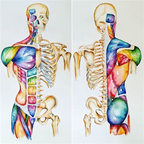 Anatomy Overlay Chart Anatomytools Check Out Our Anatomy Overlays