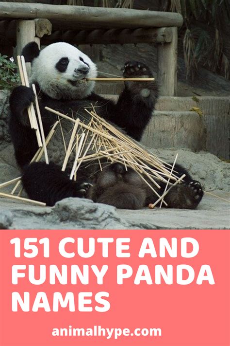 This Is A List Of 151 Cute And Funny Panda Names Stuffed Animal Names