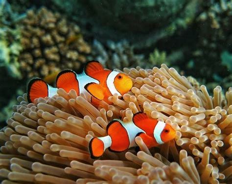 Terdapat beberapa hewan laut seperti; Cantiknya Ikan "Nemo" di Bawah Laut Desa Pemuteran Bali ...
