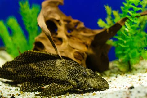 5 Fascinating Plecostomus Catfish Species Maryland Aquarium Design