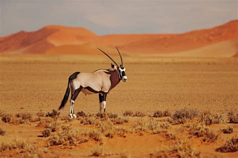 21 Wild Animals In South Africa