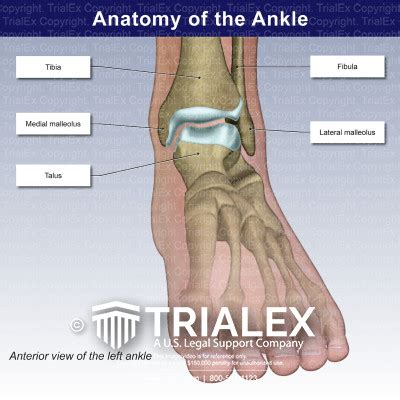 Anatomy Of The Ankle Trialexhibits Inc