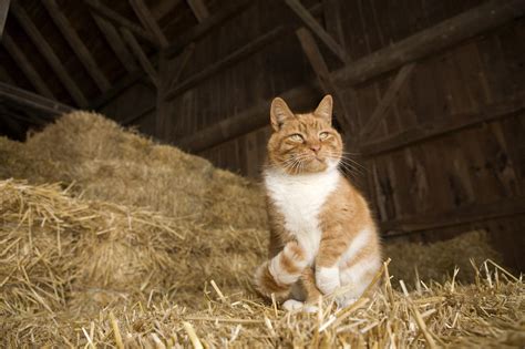 A Farm Cat Sitting On A Bale Of Straw Photograph By Tim Laman