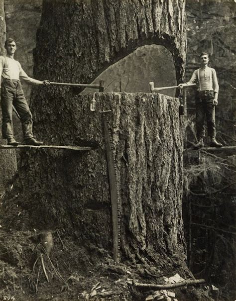 20 Vintage Photos Of Lumberjacks Who Felled Big Trees Using Only Hand