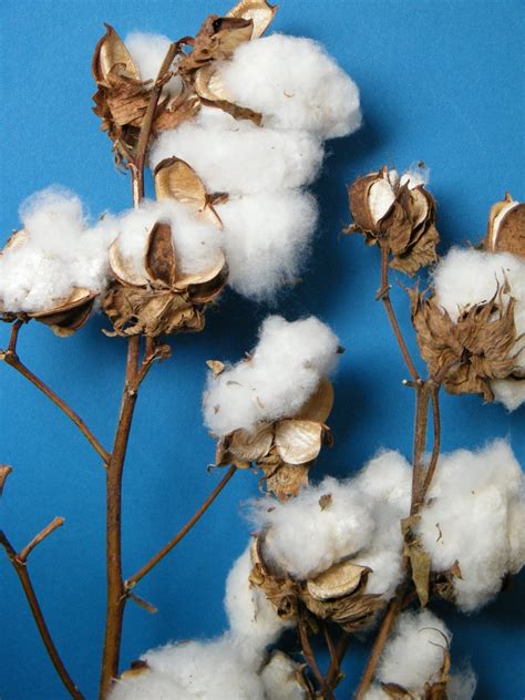 Cotton pods on two stems - Dried flowers - Daisyshop