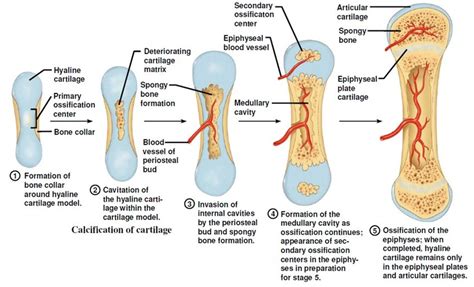 Schematic Of Endochondral Ossification Source Download