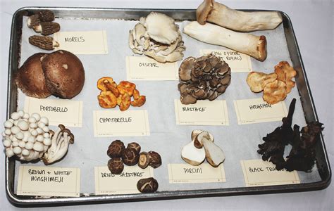 Types Of Mushrooms Names
