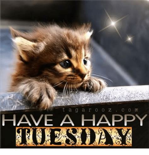 Tuesday memes are mostly people having fun, enjoying or hating the day, but no matter, which it is, they are going to let you know. Happy Tuesday Memes, Images and Tuesday Motivational Quotes