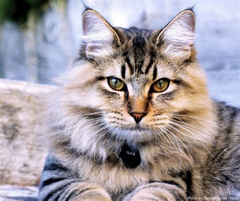 Interesting Facts About American Bobtails Just Fun Facts