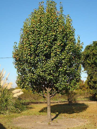 Full fruit production may not occur until 4 to 6 years into the tree's life. Cheap Tricks and Costly Truths: My Pear Tree Has No Partridge