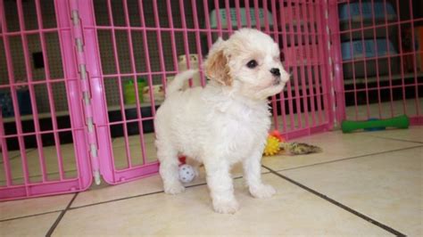 Puppies For Sale Local Breeders Precious Sweet Cavachon Puppies For