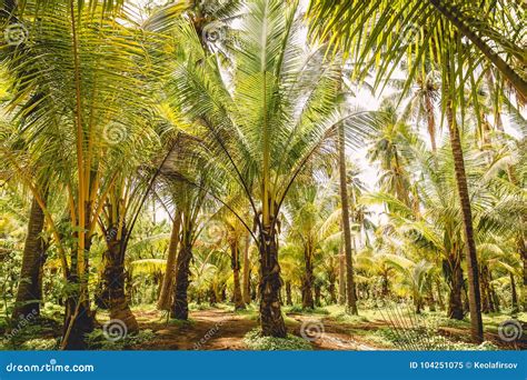 Coconut Palms In Tropical Island Forest Of Palms Stock Image Image