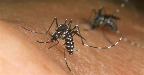 Dengue Fever Case Being Investigated In Pbc
