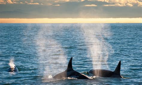 Awesome Orcas 9 Great Spots To See Killer Whales In The Wild News 19