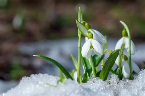 Snowdrop (galanthus nivalis) is one of the first harbingers of spring from the plant kingdom. Snow drop - JapaneseClass.jp