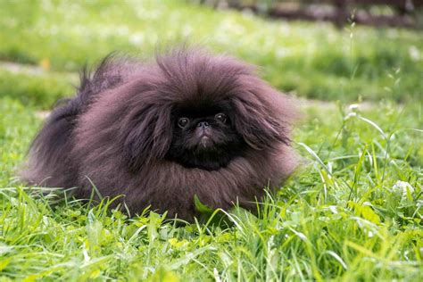 Discover The 12 Fluffiest Dogs Breeds Ever 2022