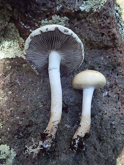 Mushroom Observer Observation 246864 Stropharia Ambigua Group