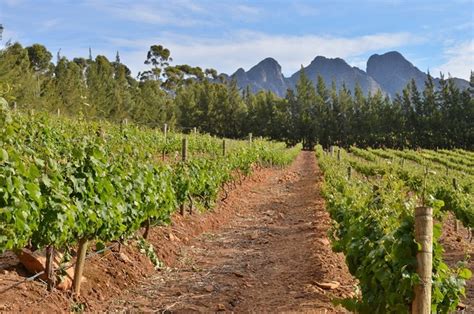 Cape Winelands Wine Estates Cape Town Travel Guide Worlds For Us