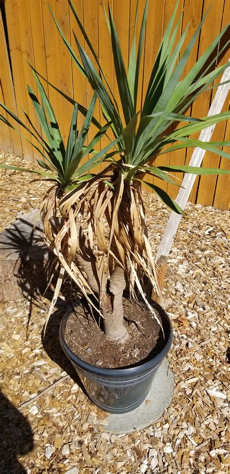 This Plant Yucca Maybe Came With The House We Just Bought And I Have