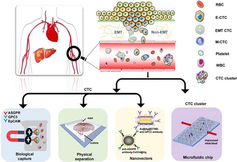 Circulating Tumor Cells In Hepatocellular Carcinoma Single Cell Based