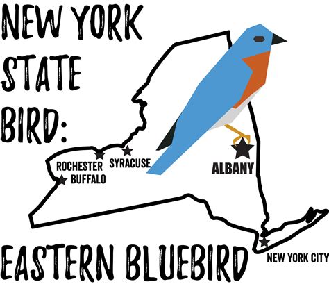 New York State Bird Bird Watching Academy