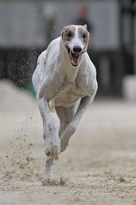 The Greyhound An Affectionate And Easily Trained Hound With An Eye For