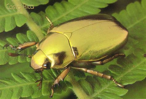 Golden Beetle Of Costa Rica The Larvae Of This Rare And Brilliantly