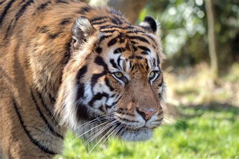 Female Sumatran Tiger Stock Photo Image Of Orange Head 87810750