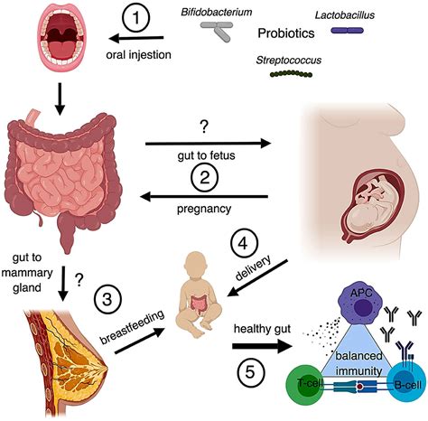 Frontiers Implications Of Probiotics On The Maternal Neonatal