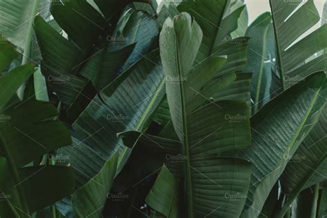 Large Tropical Leaves High Quality Nature Stock Photos ~ Creative Market