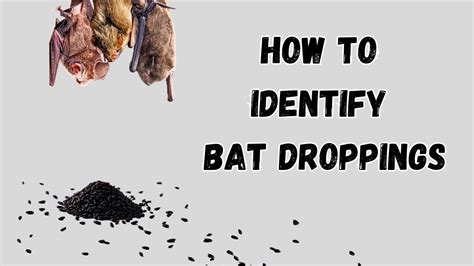 How To Identify Bat Droppings In Attics Or Outside Your Home Youtube