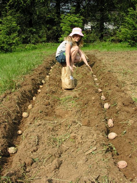 Girl In An Apron: Professional Potato Planting