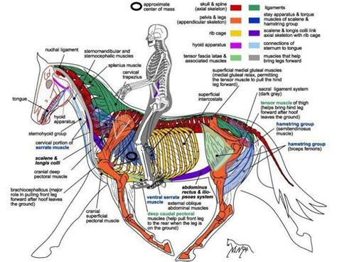 Horse Anatomy Horse Anatomy Horse Care Anatomy