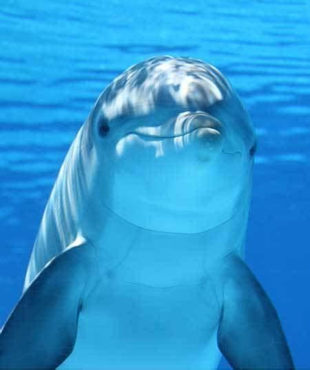 Dolphin Alchetron The Free Social Encyclopedia