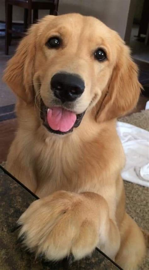 60 Golden Retriever Dog Names Pupstoday