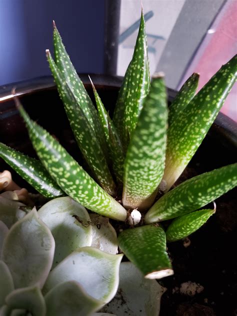 2 things; could someone please ID my aloe type and could someone please tell me what issue it 