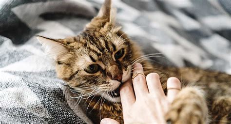 Heres Why Your Cat Gives You Love Bites Meowingtons