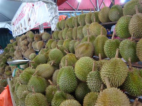 Ini merupakan salah satu tumbuhan durian yang bisa tumbuh dan berkembang di daerah dataran rendah yang memiliki ketinggian 1.000 m diatas permukaan air laut. How To Get Musang King Durians Delivered To Your Doorstep ...