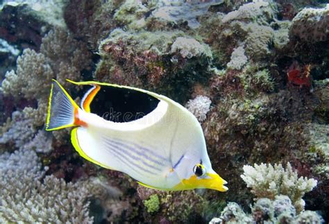 In The Maldives The Fish That Has Been Hunting Through The Corals In