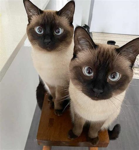 Portrait Of Old Style Siamese Cat Twins