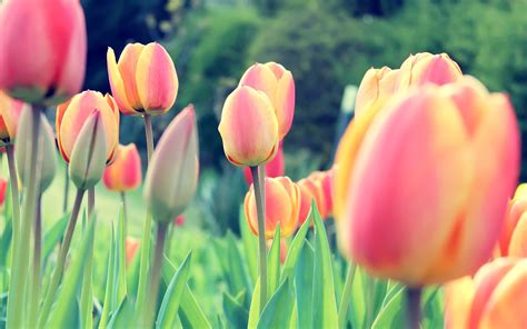 Hình Nền Hoa Tulip Nước Hà Lan Clovers Hà Lan Thực Vật Tulip Hệ