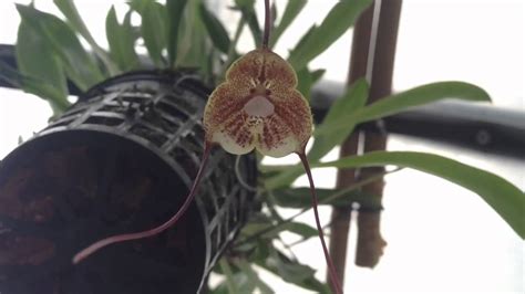 Orchids produce beautiful blooms, but they require pruning once the flowers fall off. Orchid care growing Dracula Orchid in bloom with many ...