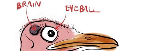 An Ostrich S Eye Is Bigger Than Its Brain The Fact Base