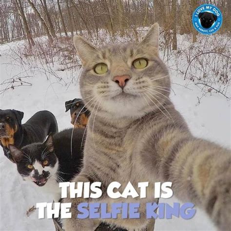 Cat Selfie With Dogs Cat Selfie Cute Cats